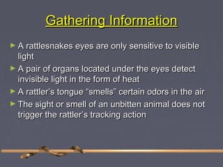 Gathering Information
► A rattlesnakes eyes are only sensitive to visible
  light
► A pair of organs located under the eyes detect
  invisible light in the form of heat
► A rattler’s tongue “smells” certain odors in the air
► The sight or smell of an unbitten animal does not
  trigger the rattler’s tracking action
 