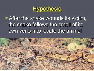Hypothesis
►After the snake wounds its victim,
 the snake follows the smell of its
 own venom to locate the animal
 