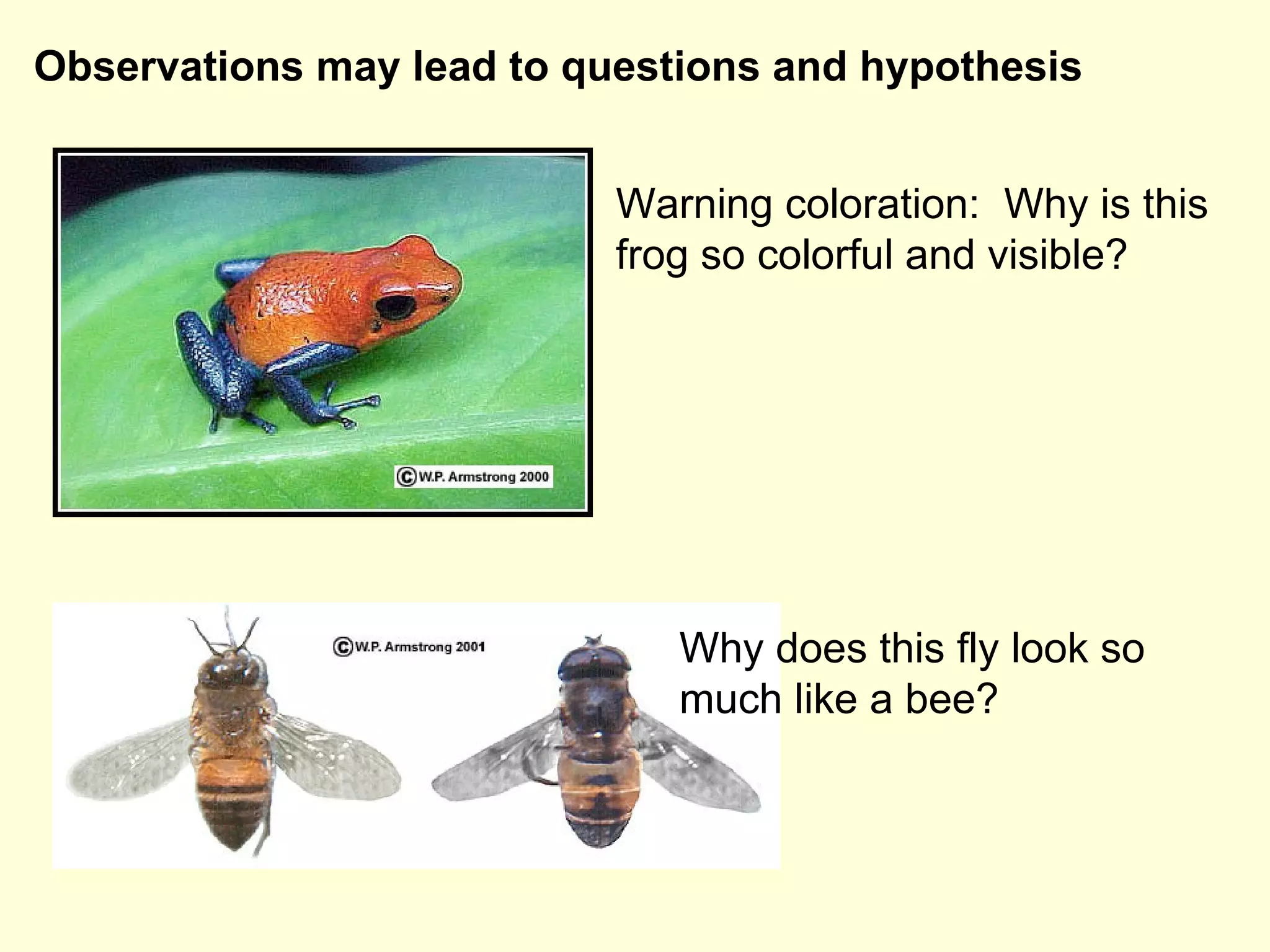 Observations may lead to questions and hypothesis   Warning coloration:  Why is this frog so colorful and visible? Why does this fly look so much like a bee? 