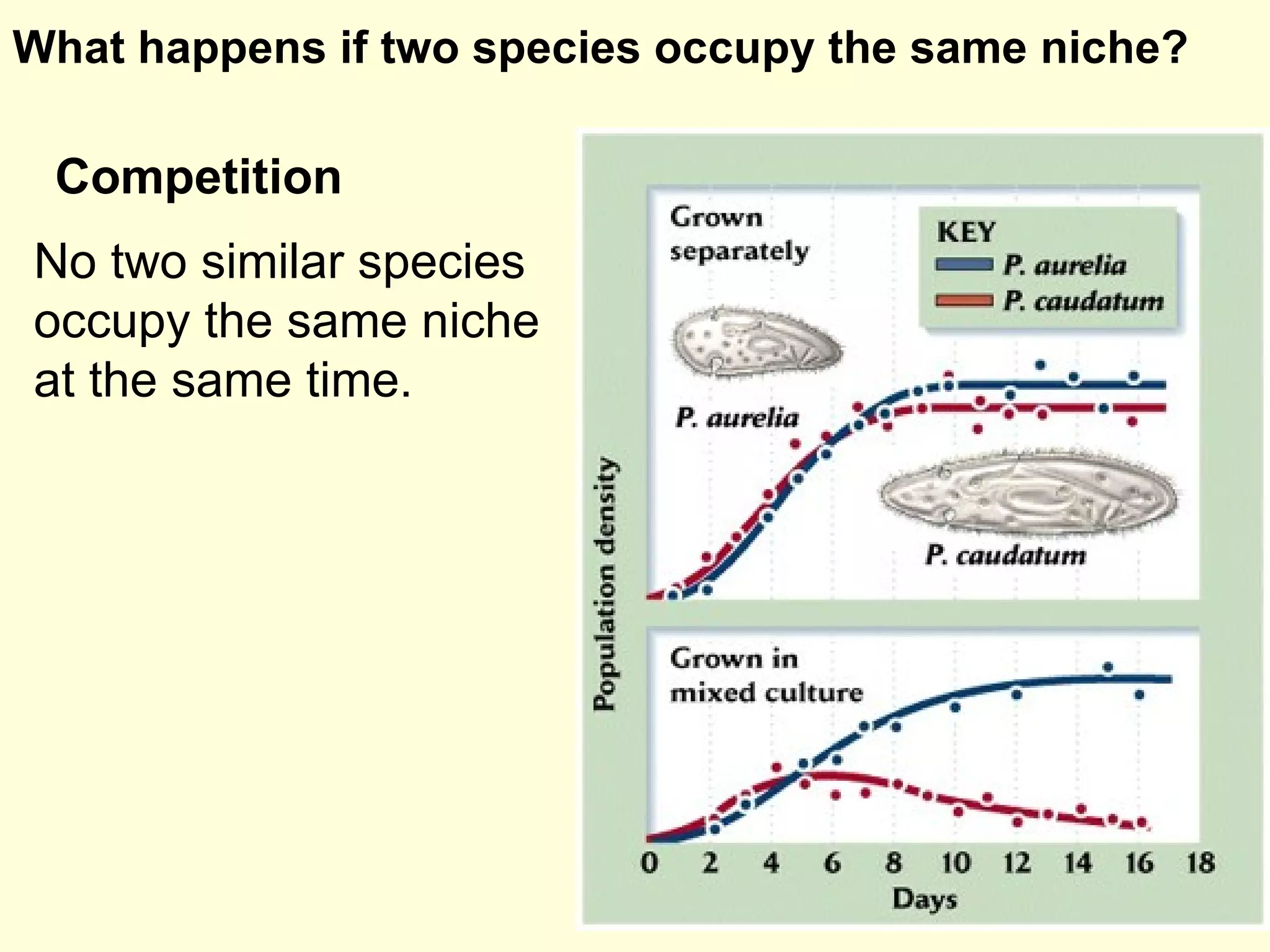 No two similar species occupy the same niche at the same time. What happens if two species occupy the same niche? Competition 