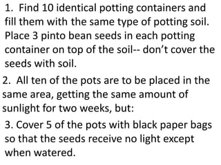 1. Find 10 identical potting containers and
 fill them with the same type of potting soil.
 Place 3 pinto bean seeds in each potting
 container on top of the soil-- don’t cover the
 seeds with soil.
2. All ten of the pots are to be placed in the
same area, getting the same amount of
sunlight for two weeks, but:
 3. Cover 5 of the pots with black paper bags
 so that the seeds receive no light except
 when watered.
 