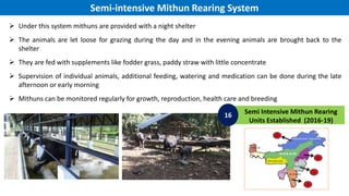 Semi-intensive Mithun Rearing System
 Under this system mithuns are provided with a night shelter
 The animals are let l...