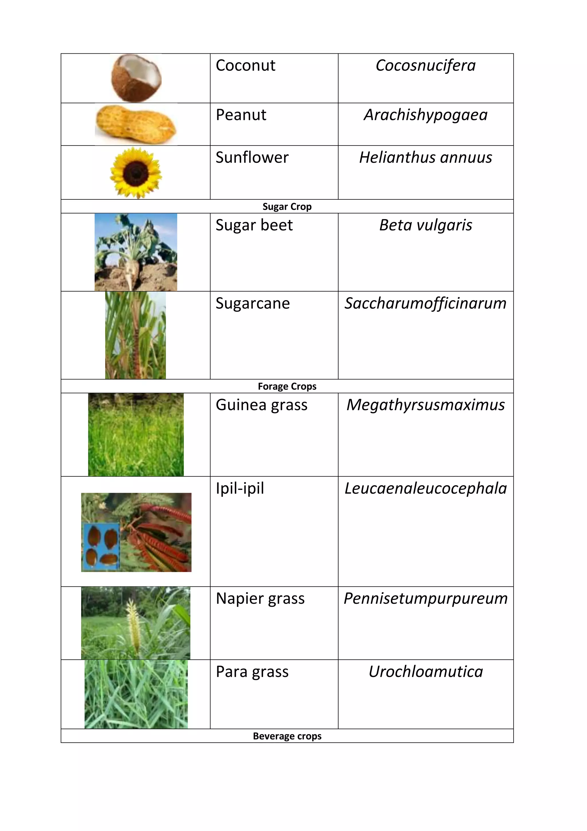 Coconut
Cocosnucifera
Peanut
Arachishypogaea
Sunflower
Helianthus annuus
Sugar Crop
Sugar beet
Beta vulgaris
Sugarcane
Saccharumofficinarum
Forage Crops
Guinea grass
Megathyrsusmaximus
Ipil-ipil
Leucaenaleucocephala
Napier grass
Pennisetumpurpureum
Para grass
Beverage crops
Urochloamutica