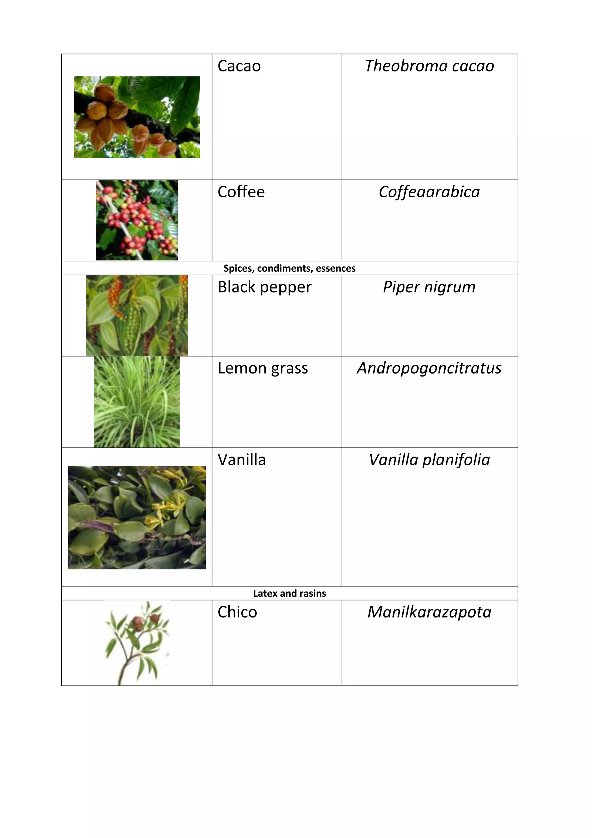 Cacao
Theobroma cacao
Coffee
Coffeaarabica
Spices, condiments, essences
Black pepper
Piper nigrum
Lemon grass
Andropogoncitratus
Vanilla
Vanilla planifolia
Latex and rasins
Chico
Manilkarazapota