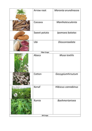 Arrow root
Maranta arundinacea
Cassava
Manihotesculenta
Sweet potato
Ipomoea batatas
Ubi
Dioscoreaalata
Fiber Crops
Abaca
Musa textilis
Cotton
Gossypiumhirsutum
Kenaf
Hibiscus cannabinus
Ramie
Boehmerianivea
Oil Crops