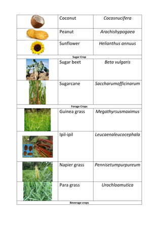 Coconut

Cocosnucifera

Peanut

Arachishypogaea

Sunflower

Helianthus annuus

Sugar Crop

Sugar beet

Beta vulgaris

Sugarcane

Saccharumofficinarum

Forage Crops

Guinea grass

Megathyrsusmaximus

Ipil-ipil

Leucaenaleucocephala

Napier grass

Pennisetumpurpureum

Para grass

Beverage crops

Urochloamutica

 