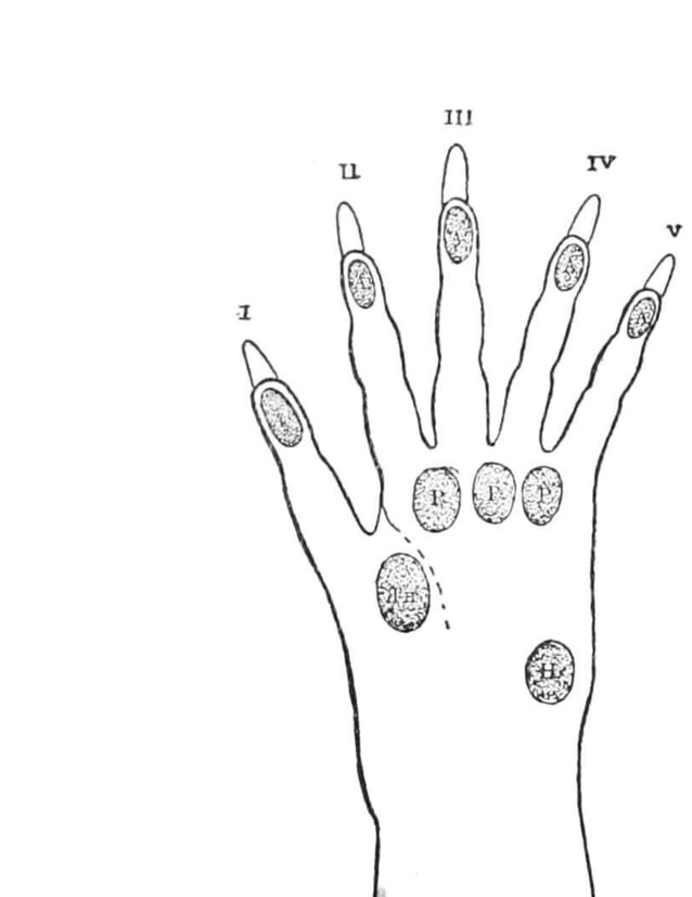 Scientific palmistry | PDF