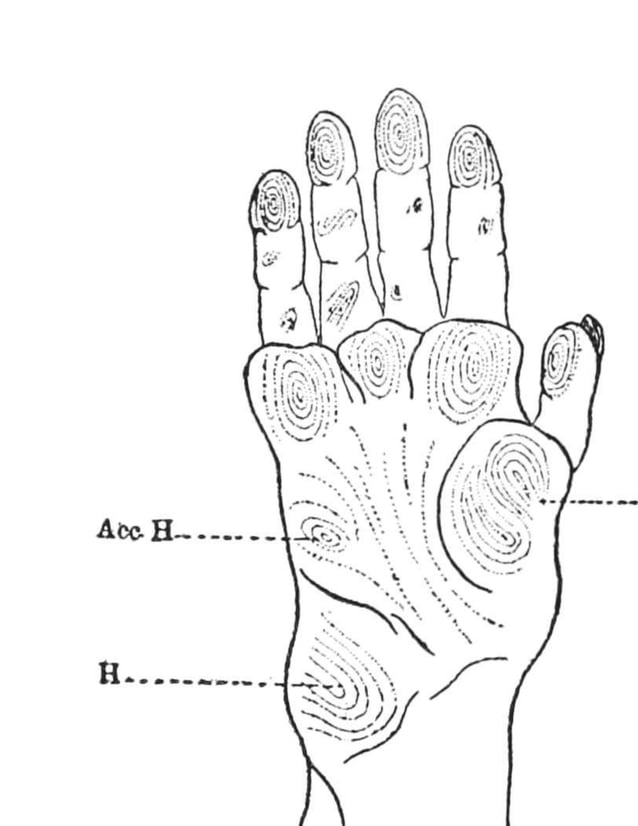 Scientific palmistry | PDF