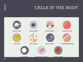 CELLS IN THE BODY
 