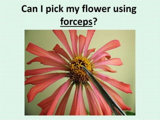 Can I pick my flower using
forceps?
 