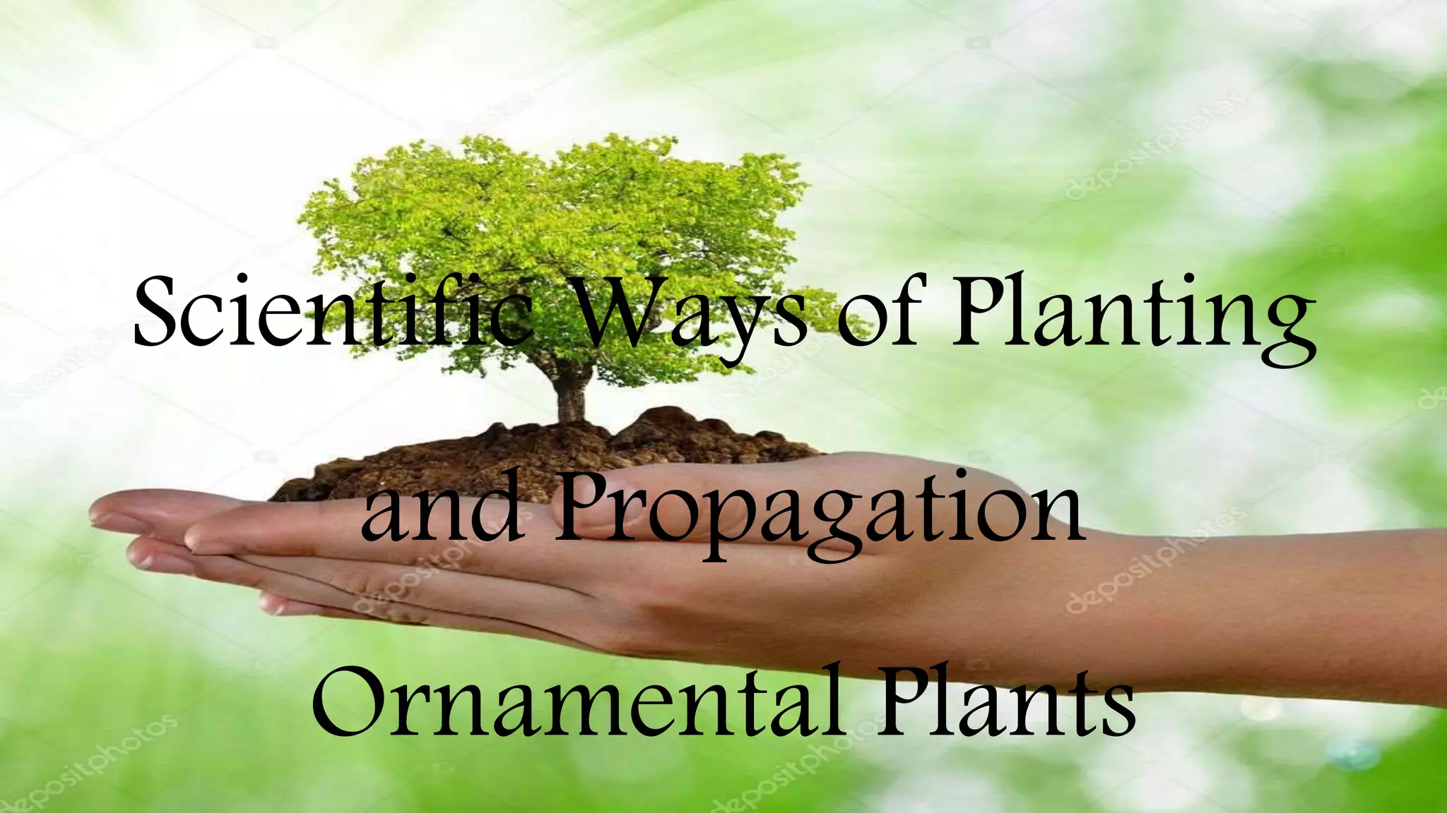 Scientific Ways of Planting and Propagating Ornamental Plants PPT