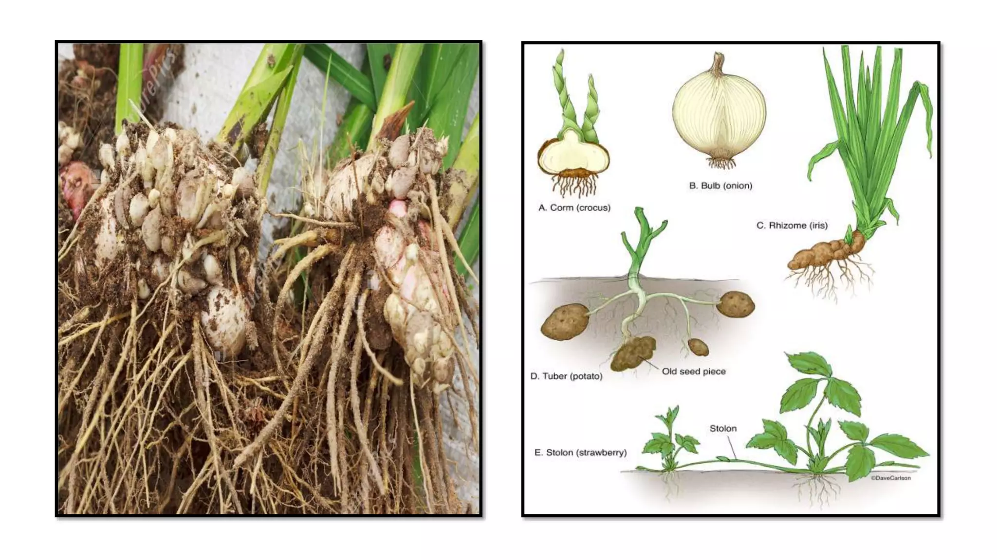 Scientific Ways of Planting and Propagating Ornamental Plants PPT