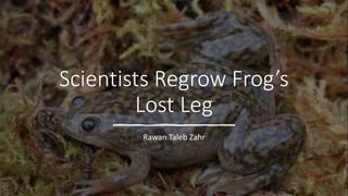 Scientists Regrow Frog’s
Lost Leg
Rawan Taleb Zahr
 