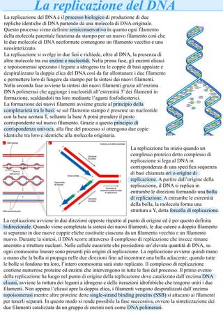 La replicazione del DNA
La replicazione del DNA è il processo biologico di produzione di due
repliche identiche di DNA partendo da una molecola di DNA originale.
Questo processo viene definito semiconservativo in quanto ogni filamento
della molecola parentale funziona da stampo per un nuovo filamento così che
le due molecole di DNA neoformate contengono un filamento vecchio e uno
neosintetizzato.
La replicazione si svolge in due fasi e richiede, oltre al DNA, la presenza di
altre molecole tra cui enzimi e nucleotidi. Nella prima fase, gli enzimi elicasi
e topoisomerasi spezzano i legami a idrogeno tra le coppie di basi appaiate e
despiralizzano la doppia elica del DNA così da far allontanare i due filamento
e permettere loro di fungere da stampo per la sintesi dei nuovi filamenti.
Nella seconda fase avviene la sintesi dei nuovi filamenti grazie all’enzima
DNA polimerasi che aggiunge i nucleotidi all’estremità 3’ dei filamenti in
formazione, scaldandoli tra loro mediante l’agami fosfodiesterici.
La formazione dei nuovi filamenti avviene grazie al principio della
completarietà tra le basi: se sul filamento stampo è presente un nucleotide
con la base azotata T, soltanto la base A potrà prendere il posto
corrispondente sul nuovo filamento. Grazie a questo principio di
corrispondenza univoca, alla fine del processo si ottengono due copie
identiche tra loro e identiche alla molecola originaria.
La replicazione ha inizio quando un
complesso proteico detto complesso di
replicazione si lega al DNA in
corrispondenza di una specifica sequenza
di basi chiamata ori o origine di
replicazione. A partire dall’origine della
replicazione, il DNA si replica in
entrambe le direzioni formando una bolla
di replicazione. A entrambe le estremità
della bolla, la molecola forma una
struttura a Y, detta forcella di replicazione.
La replicazione avviene in due direzioni opposte rispetto al punto di origine ed è per questo definita
bidirezionale. Quando viene completata la sintesi dei nuovi filamenti, le due catene a doppio filamento
si separano in due nuove coppie eliche costituite ciascuna da un filamento vecchio e un filamento
nuovo. Durante la sintesi, il DNA scorre attraverso il complesso di replicazione che invece rimane
ancorato a strutture nucleari. Nelle cellule eucariote che possiedono un’elevata quantità di DNA, su
ogni cromosoma lineare sono presenti più origini di replicazione. La replicazione avviene quindi mano
a mano che la bolla si propaga nelle due direzioni fino ad incontrare una bolla adiacente; quando tutte
le bolle si fondono tra loro, l’intero cromosoma sarà stato replicato. Il complesso di replicazione
contiene numerose proteine ed enzimi che intervengono in tutte le fasi del processo. Il primo evento
della replicazione ha luogo nel punto di origine della replicazione dove catalizzato dall’enzima DNA
elicasi, avviene la rottura dei legami a idrogeno e delle iterazioni idrofobiche che tengono uniti i due
filamenti. Non appena l’elicasi apre la doppia elica, i filamenti vengono despiralizzati dall’enzima
topoisomerasi mentre altre proteine dette single-strand binding proteins (SSB) si attacano ai filamenti
per tenerli separati. In questo modo si rende possibile la fase successiva, ovvero la sintetizzazione dei
due filamenti catalizzata da un gruppo di enzimi noti come DNA polimerasi.
 
