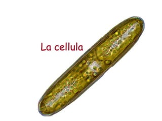 Integer Cellula Scienze la Cellula struttura e funzioni | PDF