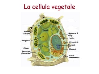 Integer Cellula Scienze la Cellula struttura e funzioni | PDF