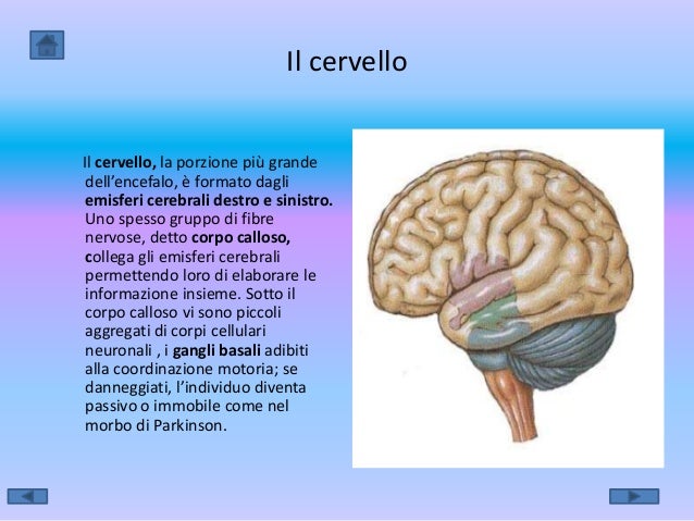 Scienze Il Corpo Umano 2