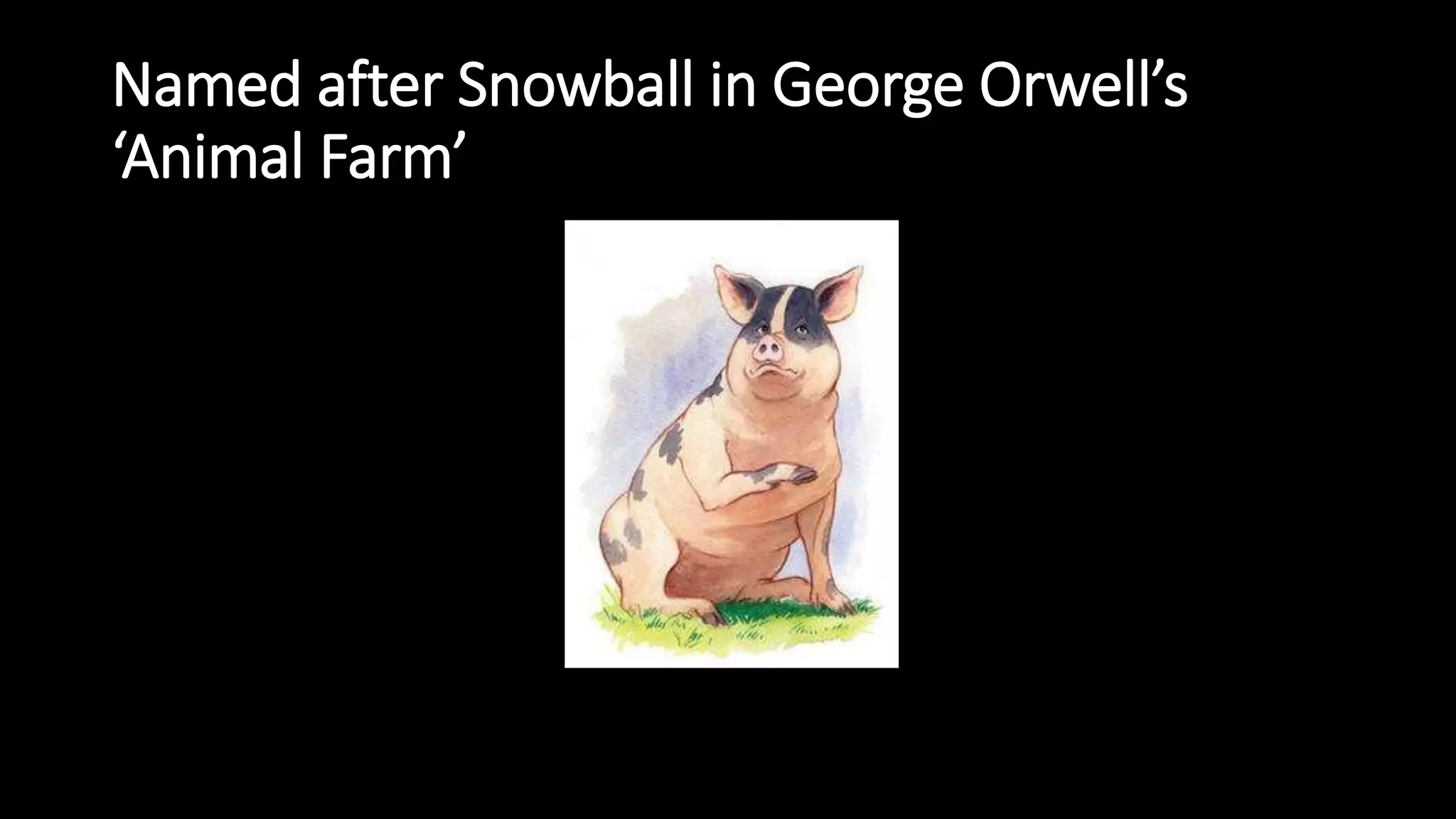 Named after Snowball in George Orwell’s
‘Animal Farm’
 