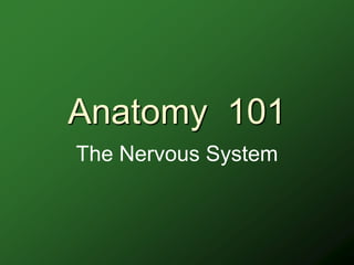 Anatomy 101
The Nervous System
 