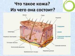 Что такое кожа?
Из чего она состоит?
• Кожа состоит из трех слоев, два из которых
непосредственно отвечают за ее внешний вид
- это дерма и эпидермис. А также есть
подкожная жировая клетчатка (гиподерма)
4Уход за кожей. Школа Руслана Соловьев
 