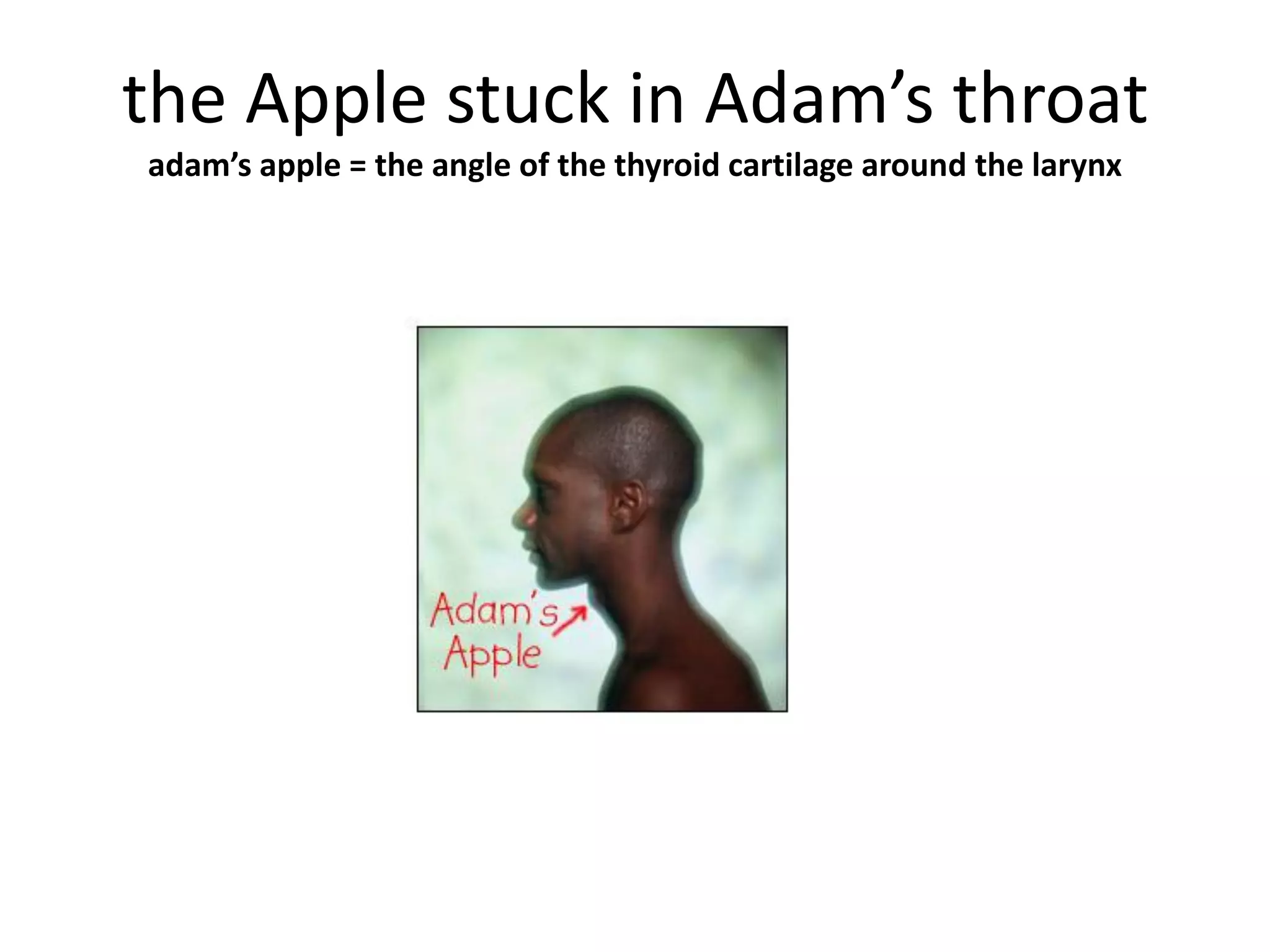 the Apple stuck in Adam’s throat
adam’s apple = the angle of the thyroid cartilage around the larynx
 