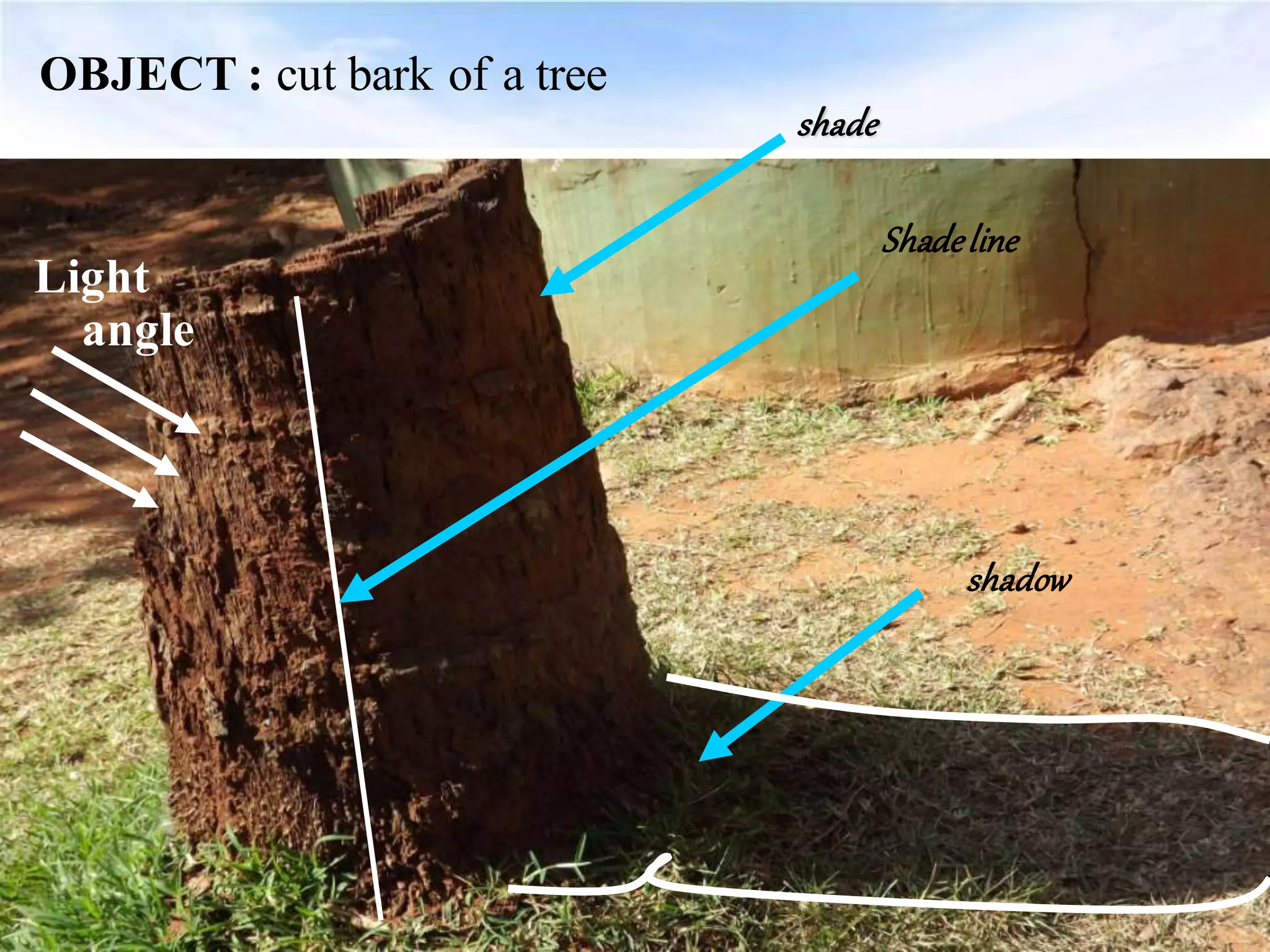 shade
Shadeline
shadow
Light
angle
OBJECT : cut bark of a tree
 