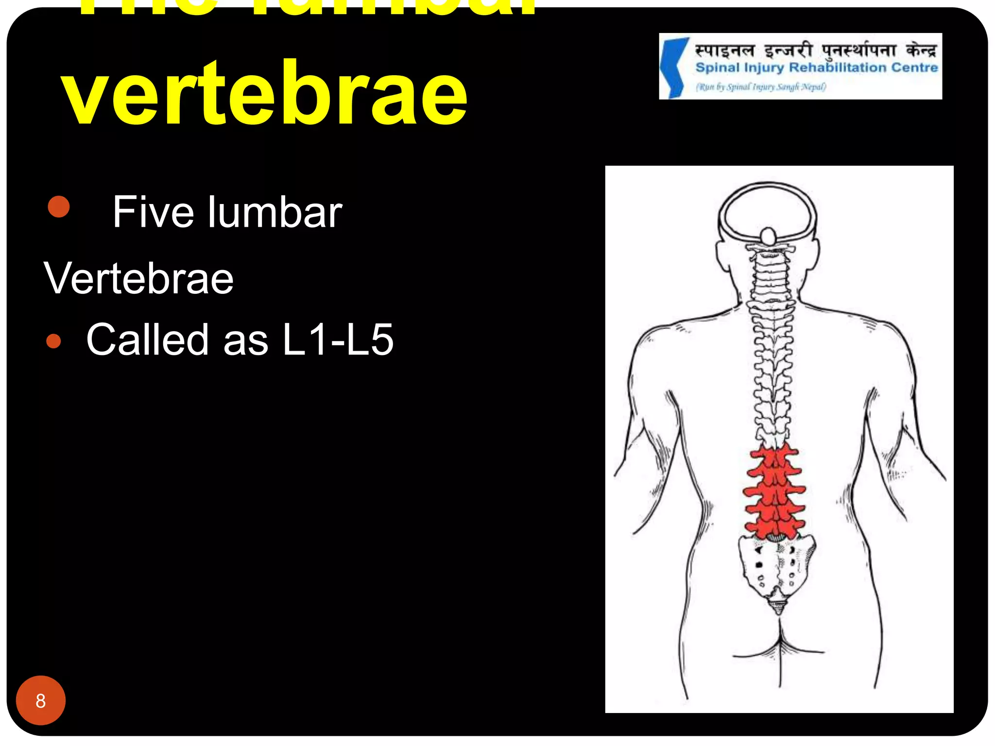 The lumbar
vertebrae
8
 Five lumbar
Vertebrae
 Called as L1-L5
 