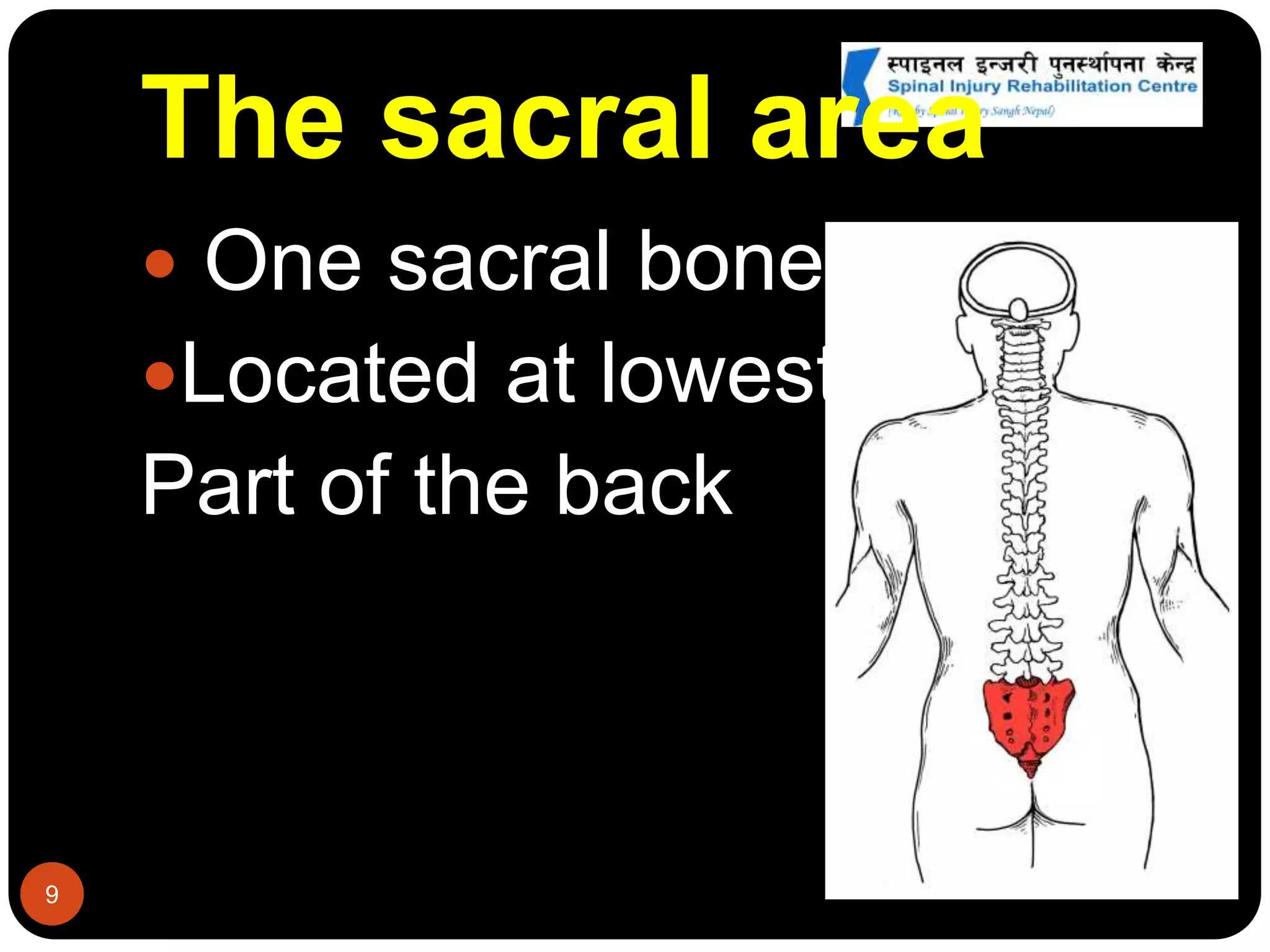 The sacral area
9
 One sacral bone
Located at lowest
Part of the back
 