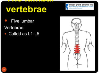 The lumbar
vertebrae
8
 Five lumbar
Vertebrae
 Called as L1-L5
 