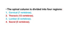 • The spinal column is divided into four regions:
1. Cervical (7 vertebrae).
2. Thoracic (12 vertebrae).
3. Lumbar (5 vertebrae).
4. Sacral (5 vertebrae).
 