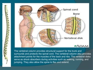 Spinal Column Point Sci Presentation | PPTX