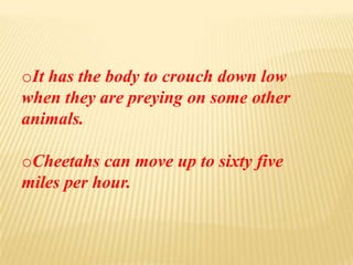 oIt has the body to crouch down low
when they are preying on some other
animals.
oCheetahs can move up to sixty five
miles per hour.
 