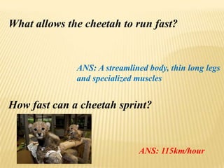 What allows the cheetah to run fast?
ANS: A streamlined body, thin long legs
and specialized muscles
How fast can a cheetah sprint?
ANS: 115km/hour
 