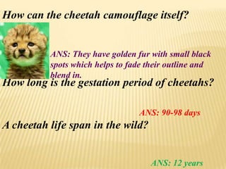 How can the cheetah camouflage itself?
ANS: They have golden fur with small black
spots which helps to fade their outline and
blend in.
How long is the gestation period of cheetahs?
ANS: 90-98 days
A cheetah life span in the wild?
ANS: 12 years
 