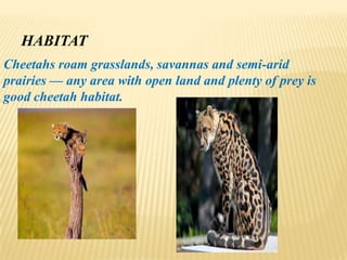 HABITAT
Cheetahs roam grasslands, savannas and semi-arid
prairies — any area with open land and plenty of prey is
good cheetah habitat.
 