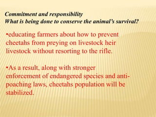 •educating farmers about how to prevent
cheetahs from preying on livestock heir
livestock without resorting to the rifle.
•As a result, along with stronger
enforcement of endangered species and anti-
poaching laws, cheetahs population will be
stabilized.
Commitment and responsibility
What is being done to conserve the animal’s survival?
 