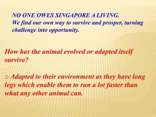 NO ONE OWES SINGAPORE A LIVING.
We find our own way to survive and prosper, turning
challenge into opportunity.
How has the animal evolved or adapted itself
survive?
o Adapted to their environment as they have long
legs which enable them to run a lot faster than
what any other animal can.
 