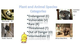 Giant Panda (E)
Australian
Koala
(V)
Pocket Shark (R) African Baby Rhino (O)
 