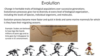 Evolution
Evolution process became more faster and quick in birds and some marine mammals for which
Is they have their migrating seasons.
-Change in heritable traits of biological populations over successive generations.
Evolutionary processes give rise to diversity at every level of biological organization ,
including the levels of Species, individual organisms, and molecules.
Example: Snakes are believed
to have legs like lizards
millions of years ago and as
time goes by it disappear to
survive in it’s environment.
113-million-years-old-snake-Fossil
 