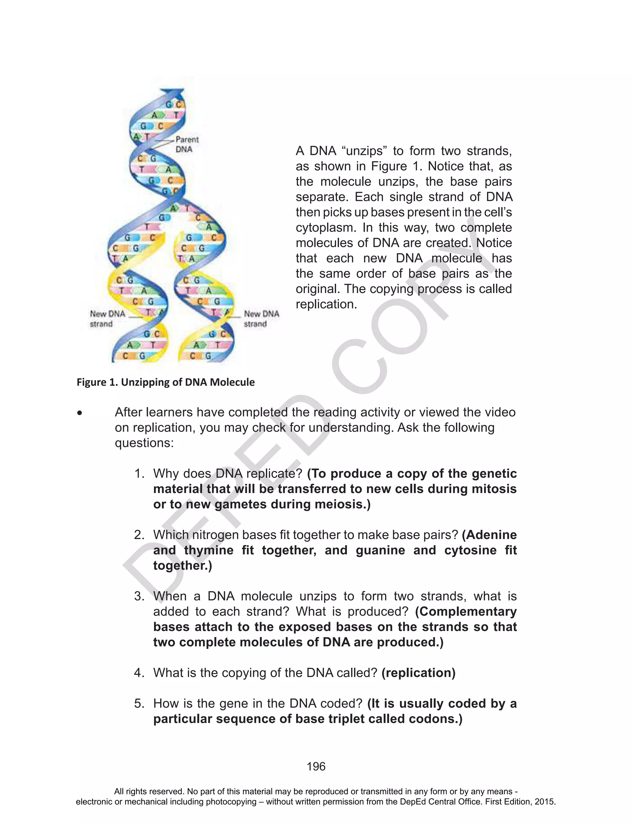 D
EPED
C
O
PY
196
Figure 1. Unzipping of DNA Molecule
•	 After learners have completed the reading activity or viewed the video	
	 on replication, you may check for understanding. Ask the following 	
	questions:
1.	 Why does DNA replicate? (To produce a copy of the genetic
material that will be transferred to new cells during mitosis
or to new gametes during meiosis.)
2.	 Which nitrogen bases fit together to make base pairs? (Adenine
and thymine fit together, and guanine and cytosine fit
together.)
3.	 When a DNA molecule unzips to form two strands, what is
added to each strand? What is produced? (Complementary
bases attach to the exposed bases on the strands so that
two complete molecules of DNA are produced.)
4.	 What is the copying of the DNA called? (replication)
5.	 How is the gene in the DNA coded? (It is usually coded by a
particular sequence of base triplet called codons.)
A DNA “unzips” to form two strands,
as shown in Figure 1. Notice that, as
the molecule unzips, the base pairs
separate. Each single strand of DNA
then picks up bases present in the cell’s
cytoplasm. In this way, two complete
molecules of DNA are created. Notice
that each new DNA molecule has
the same order of base pairs as the
original. The copying process is called
replication.
All rights reserved. No part of this material may be reproduced or transmitted in any form or by any means -
electronic or mechanical including photocopying – without written permission from the DepEd Central Office. First Edition, 2015.
 