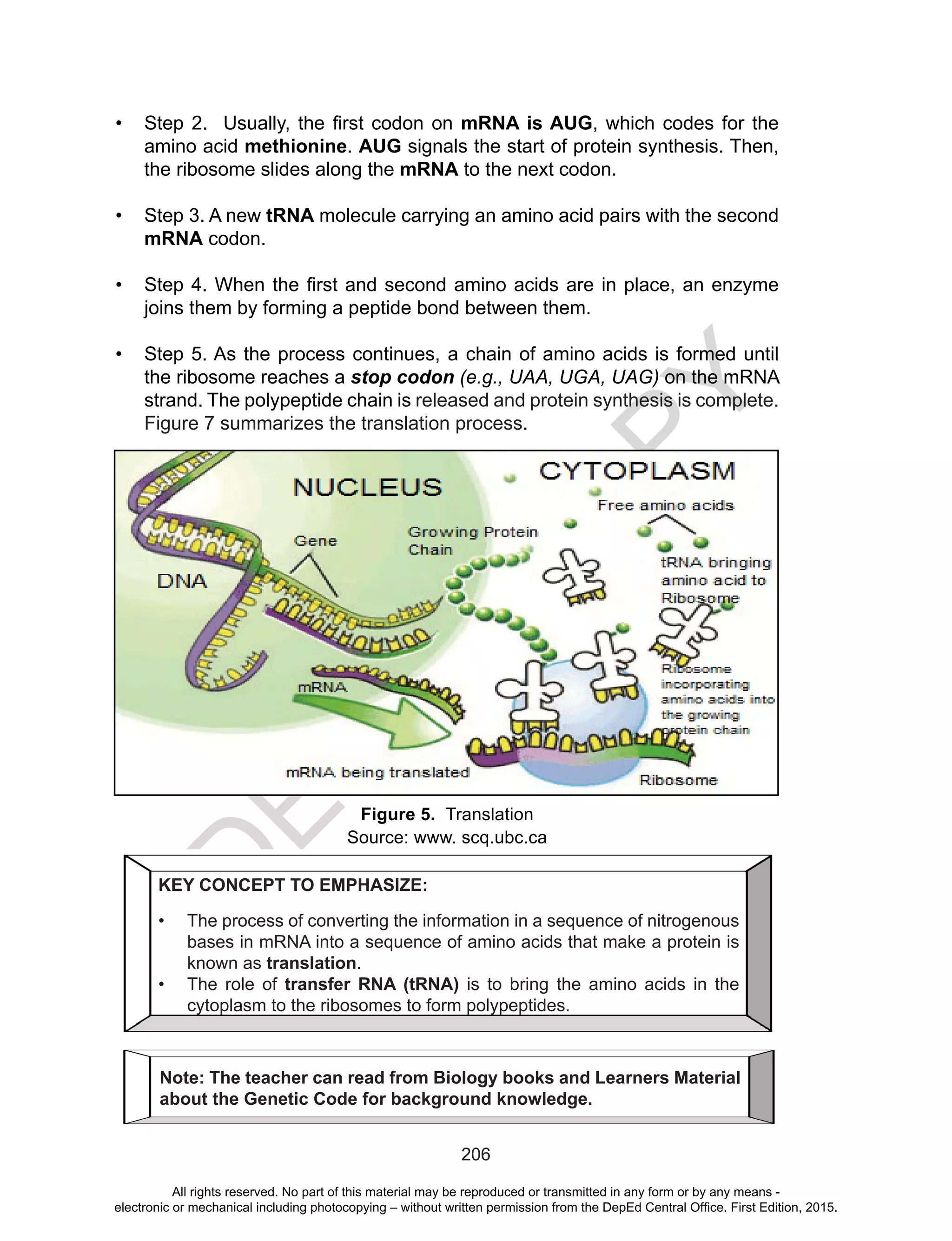 D
EPED
C
O
PY
206
•	 Step 2. Usually, the first codon on mRNA is AUG, which codes for the
amino acid methionine. AUG signals the start of protein synthesis. Then,
the ribosome slides along the mRNA to the next codon.
•	 Step 3. A new tRNA molecule carrying an amino acid pairs with the second
mRNA codon.
•	 Step 4. When the first and second amino acids are in place, an enzyme
joins them by forming a peptide bond between them.
•	 Step 5. As the process continues, a chain of amino acids is formed until
the ribosome reaches a stop codon (e.g., UAA, UGA, UAG) on the mRNA
strand. The polypeptide chain is released and protein synthesis is complete.
Figure 7 summarizes the translation process.
Figure 5. Translation
Source: www. scq.ubc.ca
KEY CONCEPT TO EMPHASIZE:
•	 The process of converting the information in a sequence of nitrogenous
bases in mRNA into a sequence of amino acids that make a protein is
known as translation.
•	 The role of transfer RNA (tRNA) is to bring the amino acids in the
cytoplasm to the ribosomes to form polypeptides.
Note: The teacher can read from Biology books and Learners Material
about the Genetic Code for background knowledge.
All rights reserved. No part of this material may be reproduced or transmitted in any form or by any means -
electronic or mechanical including photocopying – without written permission from the DepEd Central Office. First Edition, 2015.
 