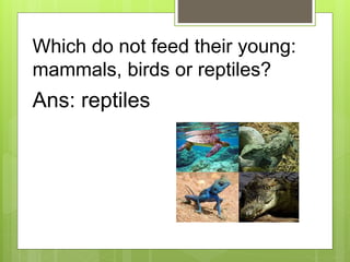 Which do not feed their young:
mammals, birds or reptiles?
Ans: reptiles