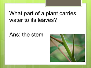 What part of a plant carries
water to its leaves?
Ans: the stem