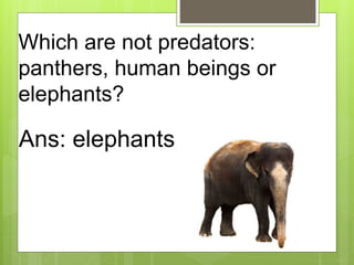 Which are not predators:
panthers, human beings or
elephants?
Ans: elephants