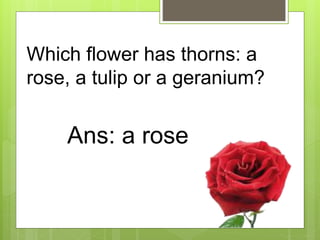 Which flower has thorns: a
rose, a tulip or a geranium?
Ans: a rose