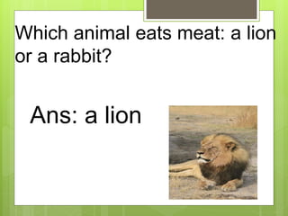 Which animal eats meat: a lion
or a rabbit?
Ans: a lion