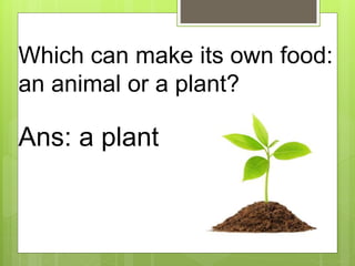 Which can make its own food:
an animal or a plant?
Ans: a plant