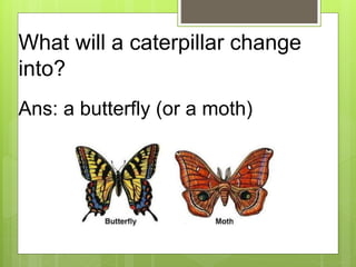 What will a caterpillar change
into?
Ans: a butterfly (or a moth)