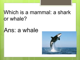 Which is a mammal: a shark
or whale?
Ans: a whale