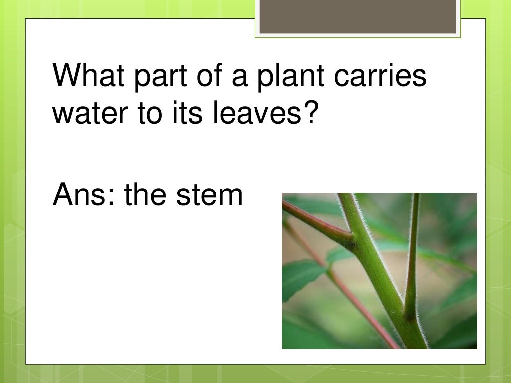 Science Trivia